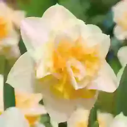 Sweet Desire